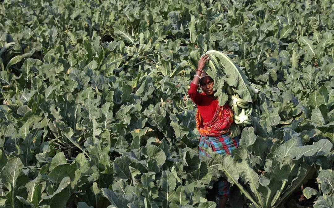 Agricultural Marketing Trends 2023: How to Maintain Profitability of Your Farm Business