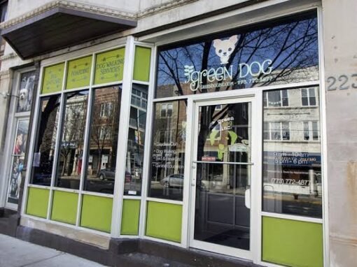 Green Dog Case Study
